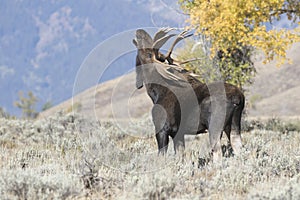 BULL MOOSE FLEHMEN RESPONSE STOCK IMAGE