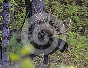 Bull Moose following his female through the woods.