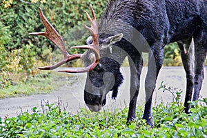 Bull moose in GaspÃ©sie national park