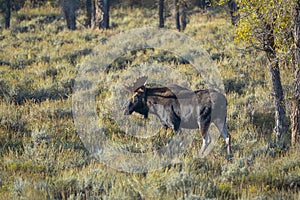 Bull Moose Grand Teton National Park