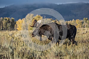Bull Moose Grand Teton National Park