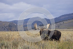 Bull Moose in Grand Teton National Park in Autumn