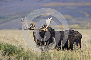 Bull Moose in Grand Teton National Park in Fall