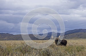 Bull Moose in Grand Teton National Park in Fall