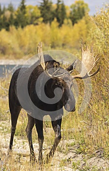 Bull Moose in Grand Teton National Park Wyoming in Fall
