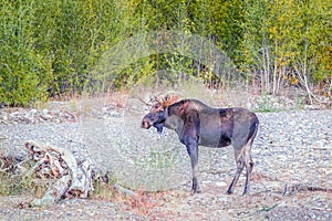 A bull moose in Grand Teton National Park.Wyoming.USA