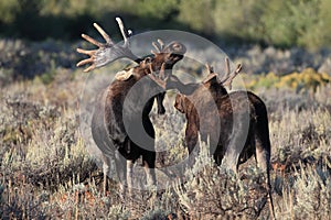 bull moose in Grand Teton National Park, Wyoming,USA