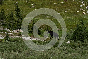Bull Moose Grazes in Tetons Wildflowers
