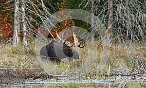 Bull Moose grazing in autumn in Algonquin Park