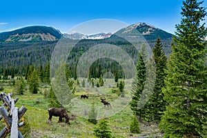 Bull moose grazing on summer day in the mountains.