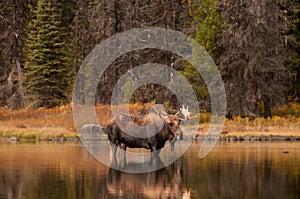 Bull Moose photo