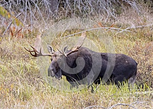 A Bull Moose with huge antlers Alces alces grazing in a pond in Algonquin Park, Canada in autumn