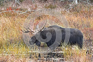 A Bull Moose with huge antlers Alces alces grazing in a pond in Algonquin Park, Canada in autumn