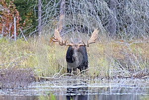 Bull Moose with huge antlers grazing in a pond in Algonquin Park, Ontario, Canada in autumn.