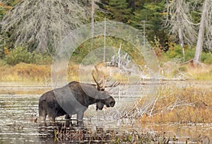 A Bull Moose with huge antlers grazing in a pond in Algonquin Park, Ontario, Canada in autumn.