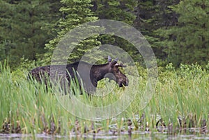 A Bull Moose with huge velvet antlers Alces alces grazing in the marshes of Opeongo lake in Algonquin Park, Canada