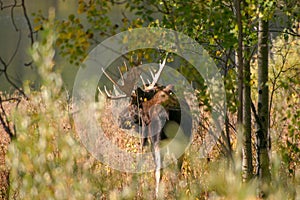 Bull moose with an impressive rack viewed through the aspen trees.