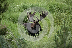 Bull moose with large antlers standing in green meadow