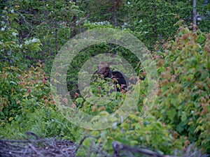 A Bull Moose In Maine.