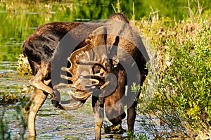 Bull Moose in a marsh