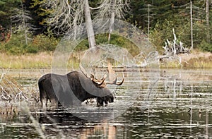 Bull Moose in marsh in Algonquin Park in Canada