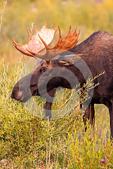 Bull moose near Jackson Hole, Wyoming