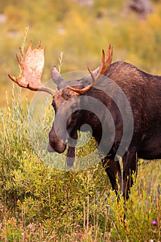 Bull moose near Jackson Hole, Wyoming