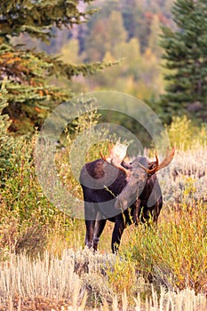 Bull moose near Jackson Hole, Wyoming