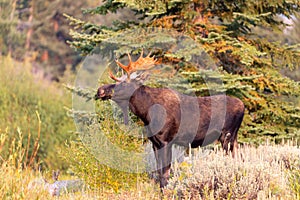 Bull moose near Jackson Hole, Wyoming