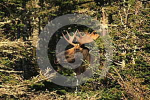 Bull Moose Peer From Behind Tree