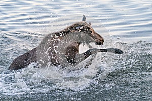 Bull Moose Playing in Water