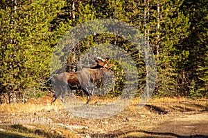Bull Moose 10 Pointer
