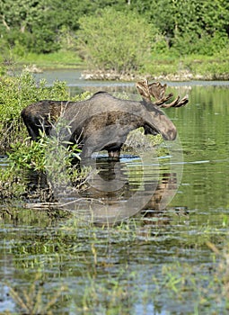 Bull moose in pond