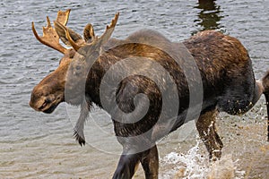 Bull Moose Running in Water