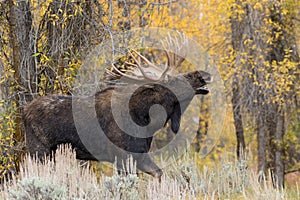 Bull Moose in Rut