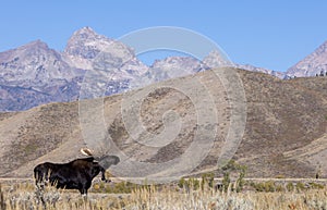 Bull Moose During the Rut in Autumn in Wyoming