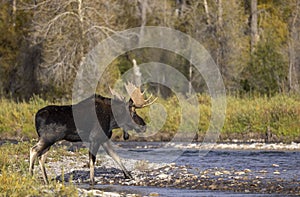 Bull Moose in the Rut in Autumn in Wyoming