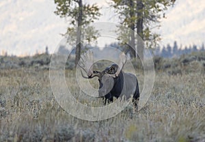 Bull Moose in the Rut in Autumn in Wyoming