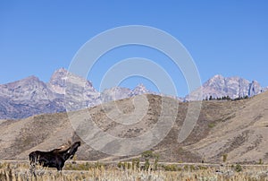 Bull Moose During the Rut in Fall in Wyoming