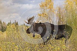 Bull Moose During the Rut in Fall in Wyoming