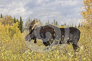 Bull Moose During the Rut in Fall in Wyoming