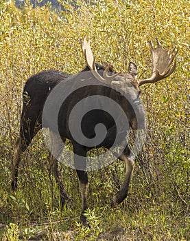 Bull Moose During the Rut in Fall in Wyoming