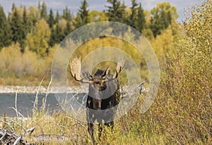 Bull Moose During the Rut in Fall in Wyoming