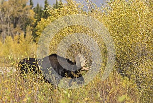 Bull Moose During the Rut in Fall in Wyoming