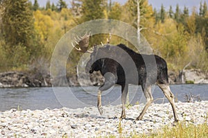 Bull Moose During the Rut in Fall in Wyoming