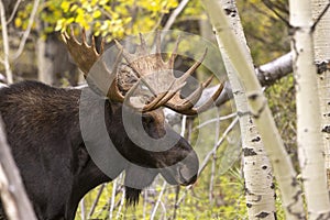 Bull Moose During the Rut in Fall in Wyoming