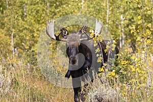 Bull Moose During the Rut in Fall in Wyoming