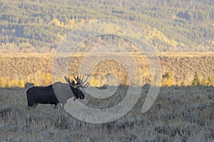 Bull Moose in the Rut in Fall in Wyoming