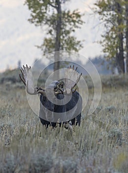 Bull Moose in the Rut in Fall in Wyoming