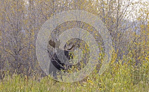 Bull Moose During the Rut in Wyoming